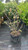 Viburnum rhytidophyllum 300827
